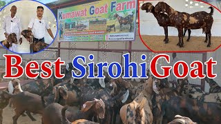 Top Quality Sirohi Goat  सिरोही बकरियों का सबसे शानदार फार्म 👍 Goat Farm goat sirohi ajmer [upl. by Minnaminnie215]