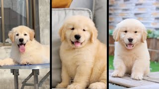 Cutest Dog  Q3 2024 Compilation  Cute amp Funny Golden Retrievers [upl. by Anit]