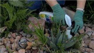 Flower Gardening  How to Get Rid of Thistle in Flower Gardens [upl. by Thorwald]