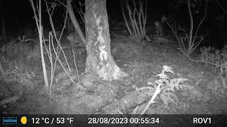 Bad Benteim Germany wildlife  70 Deer group at night [upl. by Rednaxela]