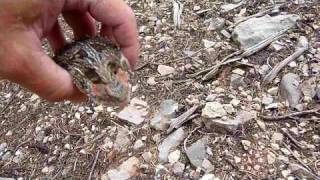 BIG Fat Horned Lizard akaHorny Toad [upl. by Htidra]