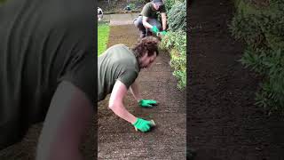 Much easier than a pressure washer shorts gardening satisfying transformation [upl. by Jadda304]