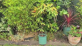 Aesculus × neglecta  A tropical look horse chestnut [upl. by Steve249]