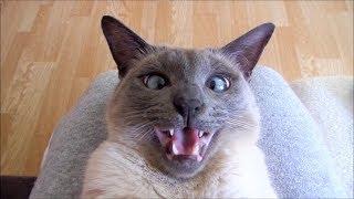 Sweet CrossEyed Siamese Cat Playing amp Talking 猫  シャム [upl. by Linell600]