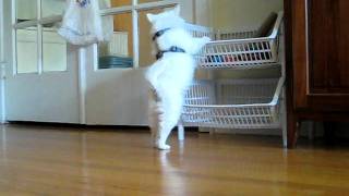 American Eskimo Puppy 8 weeks Playing in his Toybox [upl. by Howzell643]