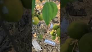 Our Sapote tree is full of fruit [upl. by Annaicul]