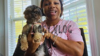 The DOG Diva Lady Ep1  Meet my Pekingese Poodle “Chanel” [upl. by Carry]