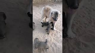 Caucasian shepherd dog Puppies кавказская овчарка щенки Qafqaz çoban kopeqi yavrulari Qafqaz ov [upl. by Ayekin]