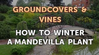 How to Winter a Mandevilla Plant [upl. by Annoyek]