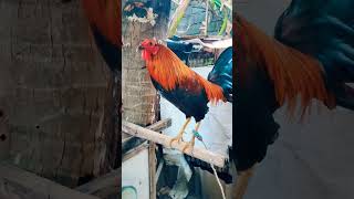 Super Brown red 🐓 trending shortvideos gamefarm [upl. by Dimitry925]