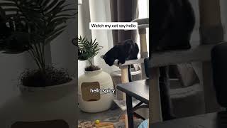 Cat says hello cutepets cat talkativecat funnypets [upl. by Kitrak]