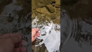 Rainbow trout in Emery Creek [upl. by Cousins59]