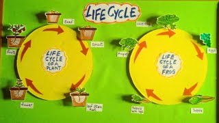 The Life Cycle of a Frog  Life Cycle Of a Plant  how plant grow  life cycle of Frogplant model [upl. by Ayatan579]