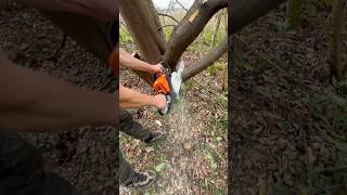 STIHL  MS 180 в роботі [upl. by Harelda]