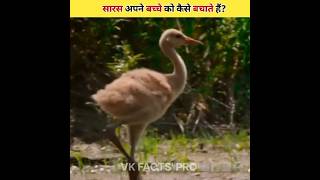 How Do Storks Protect Their Baby [upl. by Pavel]