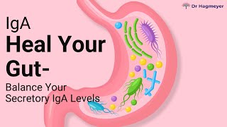 Heal Your Gut Balance Your Secretory IgA Levels [upl. by Asnerek]