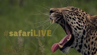 safariLIVE  Sunrise Safari  Nov 18 2017 [upl. by Yroj]