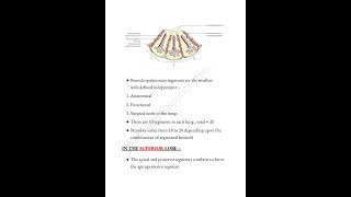 Bronchopulmonary segments notes thorax ​⁠medicalconcepts28 [upl. by Hippel]