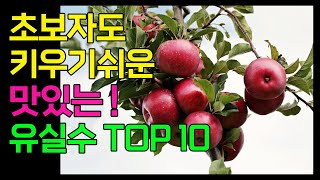 초보자도 키우기 쉬운 맛있는 유실수 TOP10  농약 안쳐도 되는 과일나무 [upl. by Rebmak873]