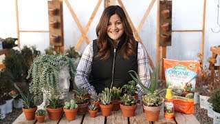 Indoor Succulents for Beginners 🌺  Garden Answer [upl. by Londoner]