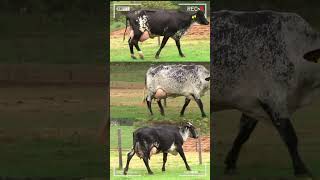 🔴 GIROLANDO Gyr X Holstein ✅ Vacas Lecheras [upl. by Karame]