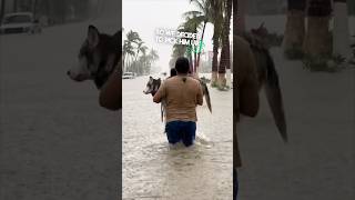 This guy would do anything for his dog after the hurricane ❤️ [upl. by Spiro]