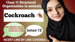 Class 11BiologyNeet CockroachDigestive system Circulatory system Respiratory System [upl. by Ario]