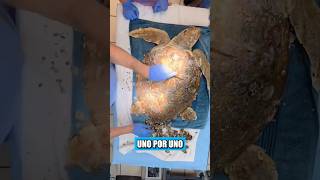 Este pescador encontró una enorme tortuga enferma mientras pescaba en el mar [upl. by Braasch866]