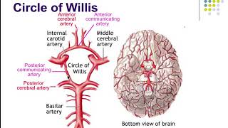 Pathophysiology Ch 44 Acute Disorders of Brain Function [upl. by Llenrac707]