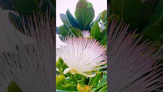 015 Beautiful Racemosa trending flowers plants garden nature viral shorts [upl. by Fendig]