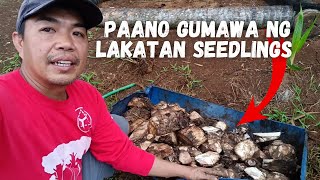 PAANO MAGPARAMI NG LAKATAN SEEDLINGS [upl. by Ahsiekam]