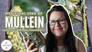 Medicinal Uses of Mullein  One of the BEST Respiratory HERBS [upl. by Irok714]