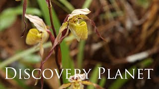 【4K】Paphiopedilum philippinense WILDパフィオペディルム [upl. by Naivad239]