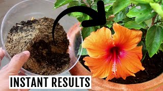 Best Organic Fertilizer for Hibiscus To Increase Flowering [upl. by Atihcnoc749]