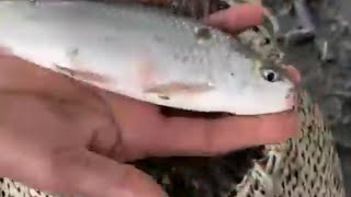 how to throw cast net 🐠 fishing skills Amazing Fishing video amazing Fisherman skills [upl. by Eliga]