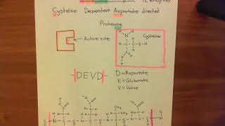 Introduction to Apoptosis  The Caspase Enzymes Part 2 [upl. by Middle]