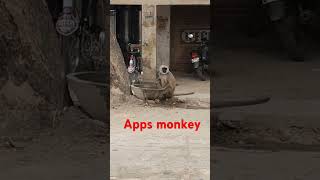 Monkey ka video with Gaurav Kaushal funny [upl. by Ecinerev]