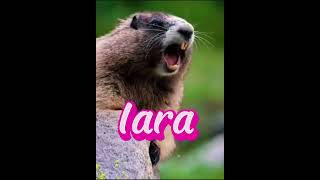 Marmota chamando 🤗 Iara [upl. by Harris]