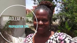 Broad Leaf Thyme  Propagation Tips [upl. by Hoffmann163]