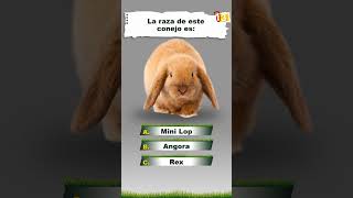 ¿Cuánto sabes de Zootecnia 33 preguntasyrespuestas quiz trivia zootecnia animals 3conejos [upl. by Ule]