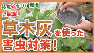 家庭菜園や農園の夏野菜栽培で草木灰を使った害虫対策！枝豆栽培やウリ科栽培に最適な害虫の忌避効果について徹底解説！ Tips for pest control using wood ash [upl. by Lyrehc]