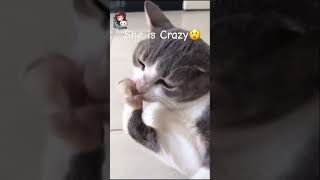 My cat went crazycat funny shorts [upl. by Eada934]