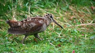 chasse bécasse landes sud 12 2022 [upl. by Nailimixam819]