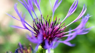 Perennial Cornflower Centaurea montana [upl. by Aceissej659]