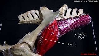 Horse Pelvic Muscles  The Iliopsoas group [upl. by Naujed644]