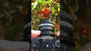 Turn Any Adapted Lens into a Macro Lens photography macrolens [upl. by Artemis]