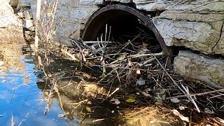 Unclogging Beaver Dam From Culvert Pipe [upl. by Socem855]