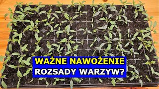 Ważne Nawożenie Rozsad Warzyw  Nawożenie Rozsady Pomidorów Papryk Ogórków Cebuli Selera Arbuza [upl. by Negrom400]