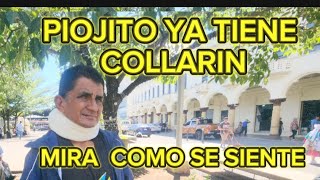 PIOJITO YA TIENE COLLARINMIRA COMO SE SIENTE [upl. by Besse]