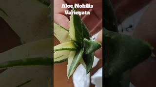 Unboxing and Repotting Plants  Gasteria Batesiana Silver Variegated and Aloe Nobilis Variegata [upl. by Collar]